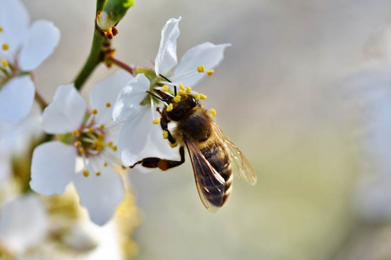 jardinerie-ENTRAUNES-min_bee-4092986